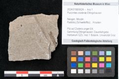 Foto (Objekt + Etikett) von Puccinites zosterae Ettingshausen (NHMW-GEO-2024-0188-6624)